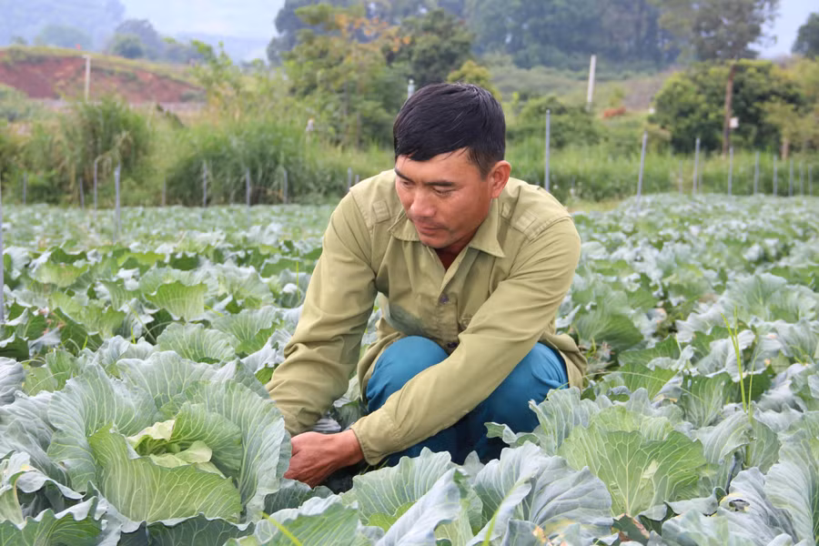 Ông Nguyễn Văn Quân đang chăm sóc 1ha rau cải bắp tại vườn.
