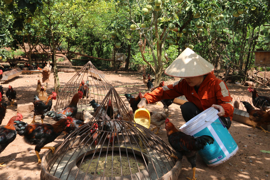 Ngoài nuôi gà bán trứng ra, anh Tuyền còn nuôi gà thương phẩm bán ra thị trường. Ngoài nuôi gà bán trứng ra, anh Tuyền còn nuôi gà thương phẩm bán ra thị trường.