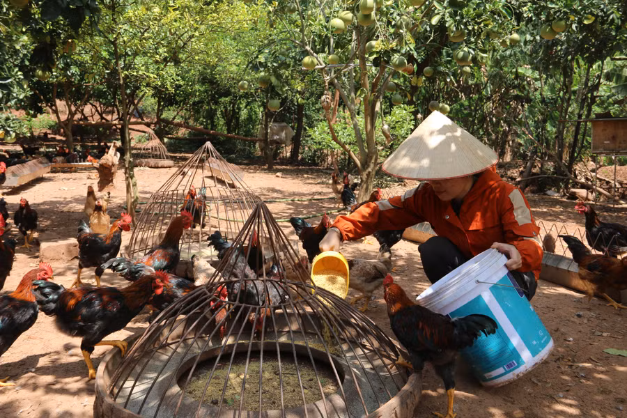 Ngoài nuôi gà bán trứng ra, anh Tuyền còn nuôi gà thương phẩm bán ra thị trường.