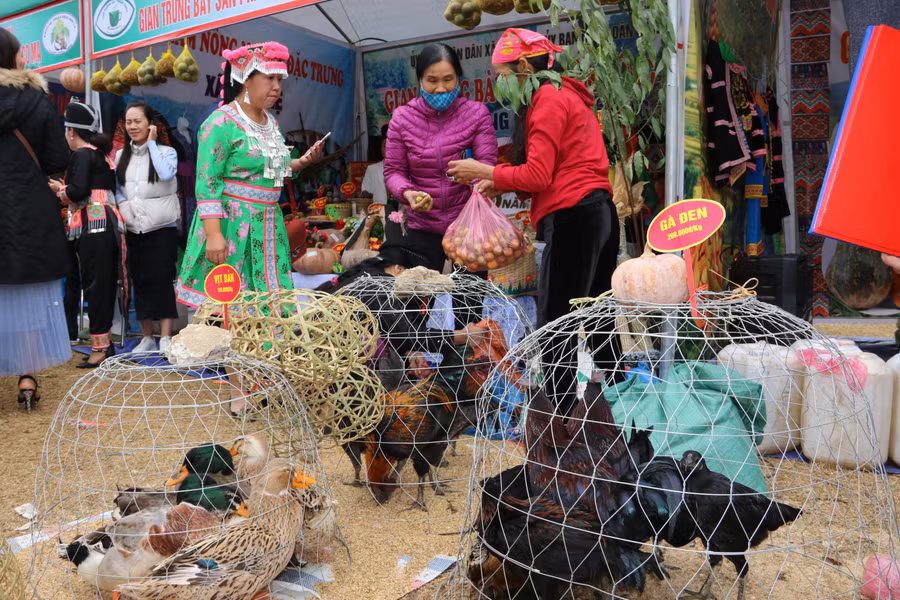 Ngoài chú trọng công tác giảm nghèo, huyện Thuận Châu còn tăng cường quảng bá hình ảnh các mặt hàng nông sản và thịt gà đen ở các hội chợ đến với người tiêu dùng.