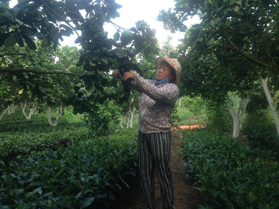 Chị Trần Thị Tuyết, bản Kiến Xương (xã Phổng Lái, huyện Thuận Châu) thoát nghèo và có cuộc sống khấm khá, nhờ huyện mở lớp tập huấn hướng dẫn trồng bưởi Da Xanh trên đất dốc.