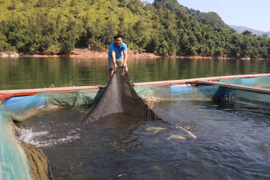 Người dân xã Mường Giôn phát triển kinh tế từ việc nuôi cá lồng.