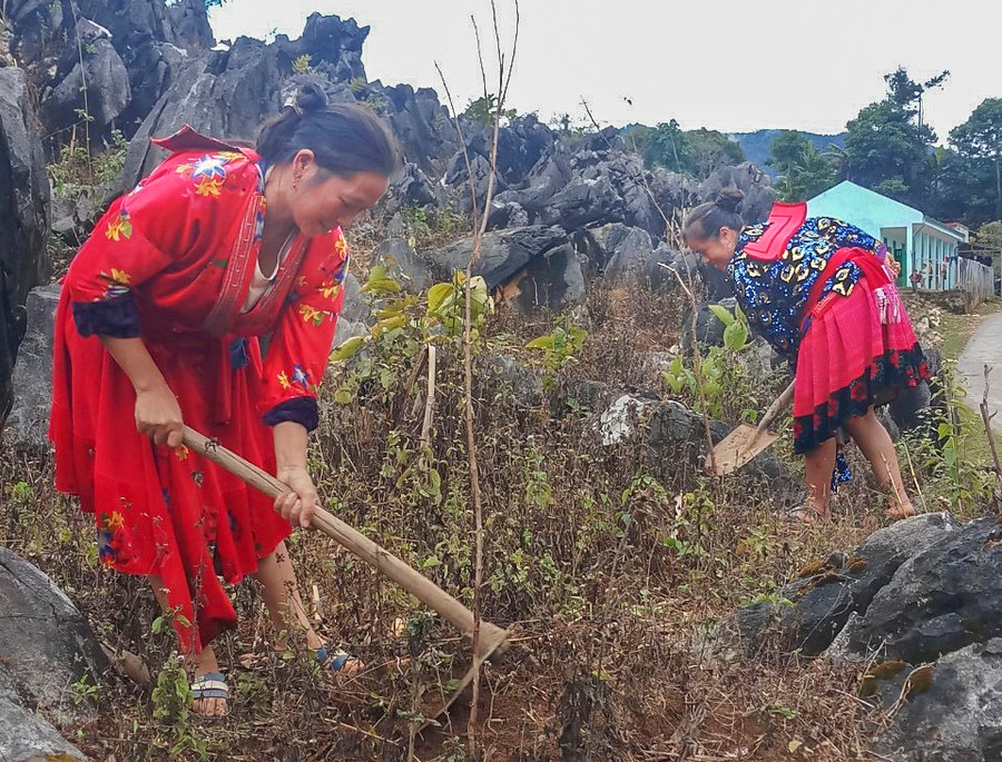 Người dân xã Tả Phìn chăm sóc diện tích đào mới trồng. Người dân xã Tả Phìn chăm sóc diện tích đào mới trồng.