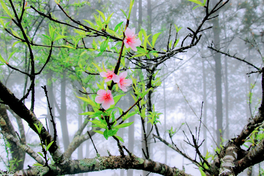Vẻ đẹp hoa đào rừng Tủa Chùa. Vẻ đẹp hoa đào rừng Tủa Chùa.