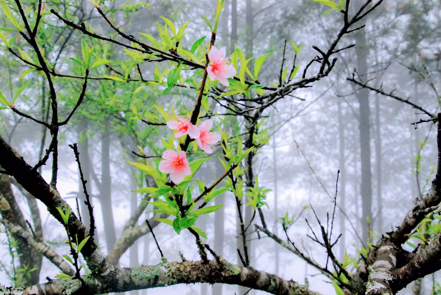 Vẻ đẹp hoa đào rừng Tủa Chùa.