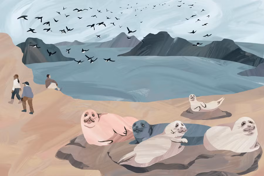 Nguyên liệu của Kiviaq là hải cẩu và chim Dovekie. Ảnh: Atlasobscura.com Nguyên liệu của Kiviaq là hải cẩu và chim Dovekie. Ảnh: Atlasobscura.com