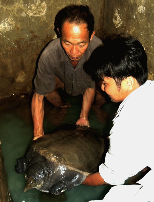 Con cua đinh nặng 23,5 kg vướng câu ngư dân ảnh 2 Con cua đinh nặng 23,5 kg vướng câu ngư dân