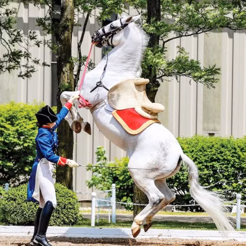 Uyển chuyển vũ điệu của ngựa ảnh 1