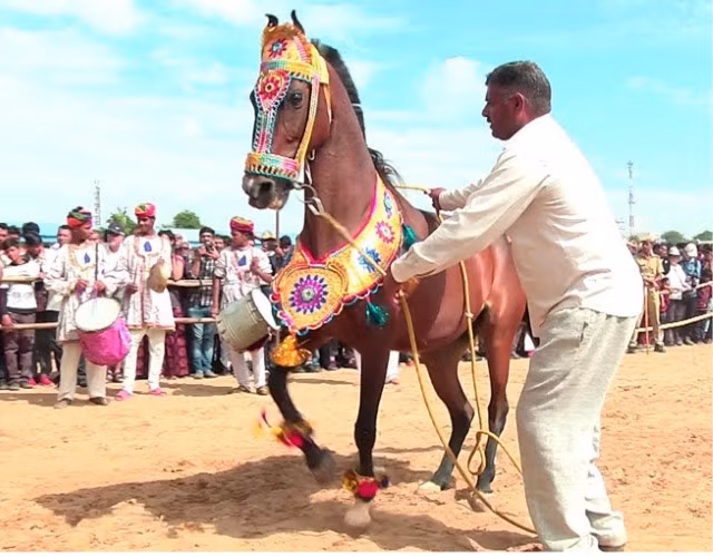 Uyển chuyển vũ điệu của ngựa ảnh 5