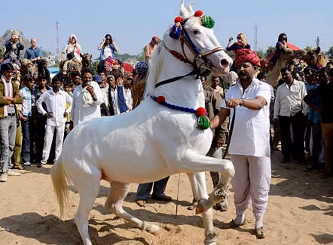 Uyển chuyển vũ điệu của ngựa ảnh 3