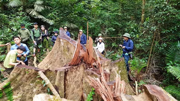 Một cây gỗ lớn nằm trong vùng lõi Khu Bảo tồn thiên nhiên Bắc Hướng Hóa bị đốn hạ còn trơ gốc.