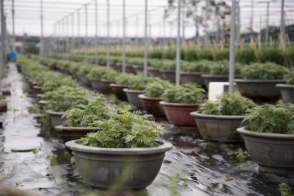 Người dân lo lắng cho đầu ra của hoa Tết do tình hình dịch bệnh Covid-19.