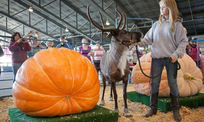 Xứ sở của những loài rau củ khổng lồ ảnh 6