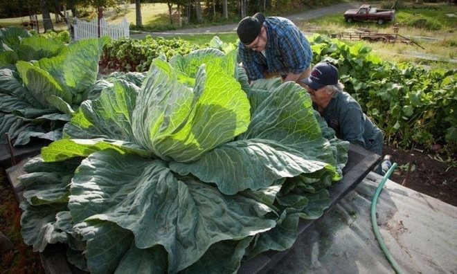 Xứ sở của những loài rau củ khổng lồ ảnh 4