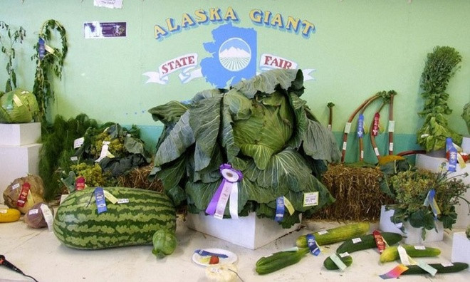 Xứ sở của những loài rau củ khổng lồ ảnh 7