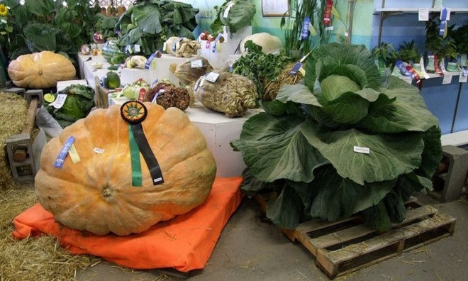 Xứ sở của những loài rau củ khổng lồ ảnh 1