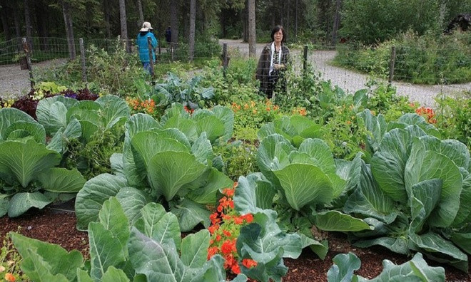 Xứ sở của những loài rau củ khổng lồ ảnh 8