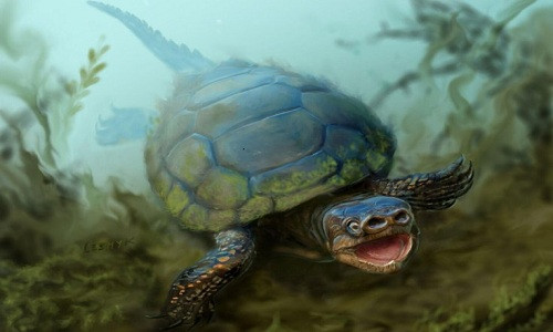 Tìm thấy hóa thạch rùa mũi lợn 76 triệu năm