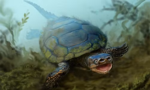 Tìm thấy hóa thạch rùa mũi lợn 76 triệu năm