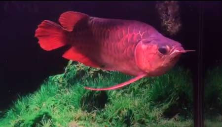 cá rồng, huyết long, bạch tạng, cá cảnh, dân chơi, Hà Nội, cá-rồng, huyết-long, bạch-tạng, cá-cảnh, dân-chơi, Hà-Nội,