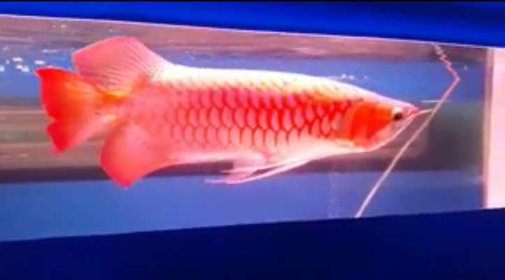 cá rồng, huyết long, bạch tạng, cá cảnh, dân chơi, Hà Nội, cá-rồng, huyết-long, bạch-tạng, cá-cảnh, dân-chơi, Hà-Nội,