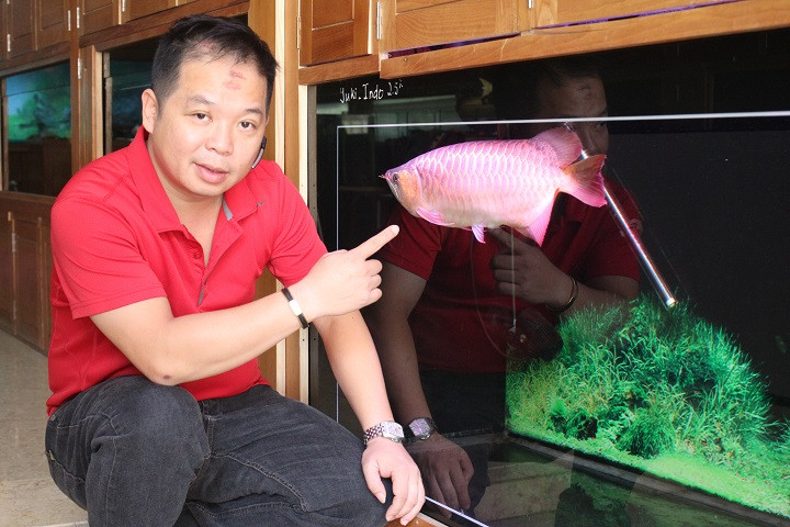 cá rồng, huyết long, bạch tạng, cá cảnh, dân chơi, Hà Nội, cá-rồng, huyết-long, bạch-tạng, cá-cảnh, dân-chơi, Hà-Nội,