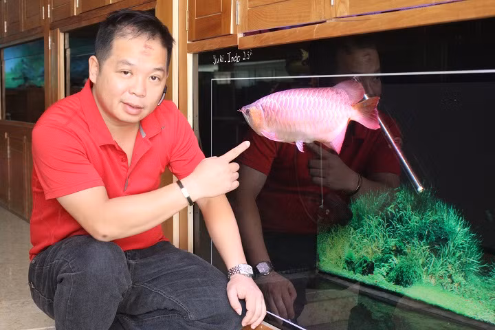 cá rồng, huyết long, bạch tạng, cá cảnh, dân chơi, Hà Nội, cá-rồng, huyết-long, bạch-tạng, cá-cảnh, dân-chơi, Hà-Nội,