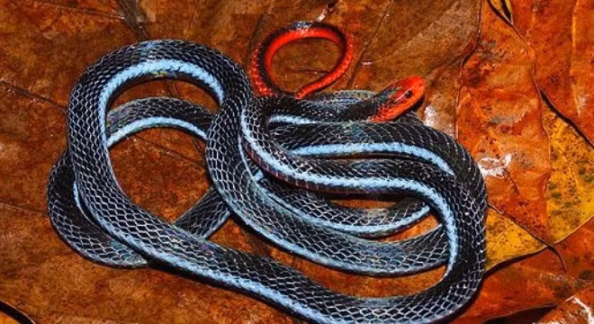 Loài rắn có đầu đỏ chót, thân đen trũi rất hiếm ở Việt Nam