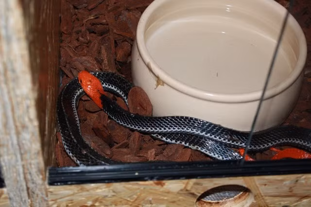 Loài rắn có đầu đỏ chót, thân đen trũi rất hiếm ở Việt Nam ảnh 3