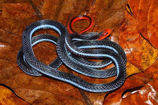 Loài rắn có đầu đỏ chót, thân đen trũi rất hiếm ở Việt Nam ảnh 4