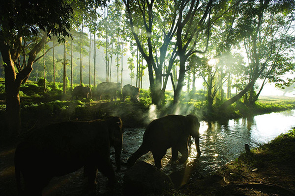 Chàng trai đi vòng quanh thế giới để chữa trầm cảm ảnh 1 Những con voi ở Chiangmai, Thái Lan.
