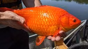 Mỹ: Phát hiện cá vàng khổng lồ ở Minnesota