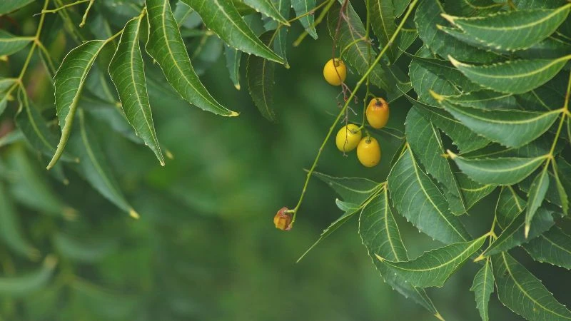 Cây neem là nguyên liệu chế tạo thuốc trừ sâu sinh học.