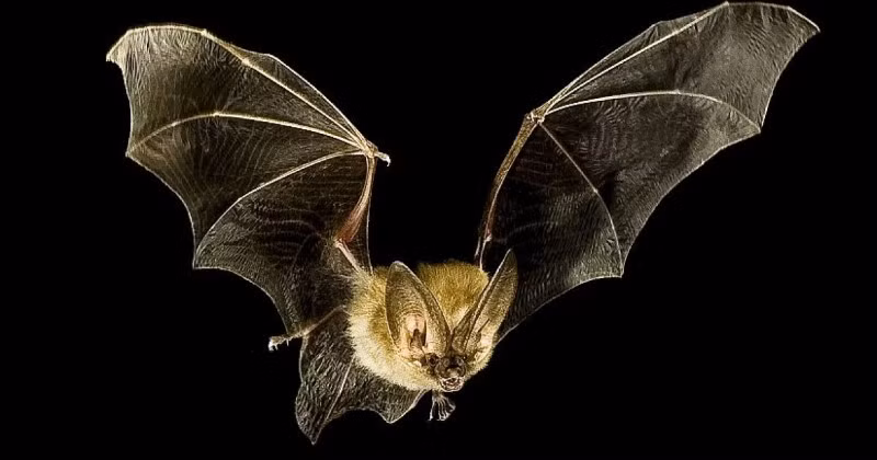 Khám phá “siêu năng lực” của loài dơi