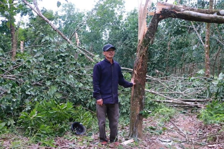 Cây cao su ngả đổ la liệt ở khu vực Khe Ma, xã Phong Mỹ. 