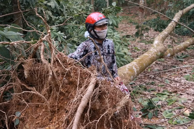 Sau bão số 5, người dân Phong Mỹ đổ nợ vì vàng trắng.