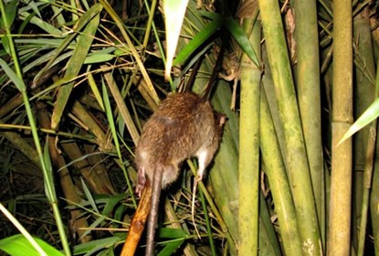 Bơi xuồng săn chuột đồng thu tiền triệu mỗi đêm ở miền Tây ảnh 12