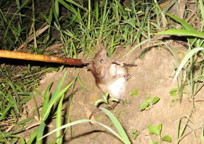 Bơi xuồng săn chuột đồng thu tiền triệu mỗi đêm ở miền Tây ảnh 4