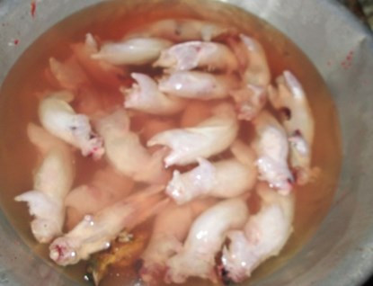 Bơi xuồng săn chuột đồng thu tiền triệu mỗi đêm ở miền Tây ảnh 18