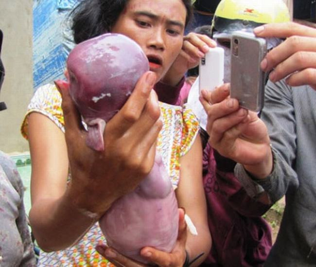 Những loài sinh vật kỳ lạ được phát hiện ở Việt Nam ảnh 9 Những loài sinh vật kỳ lạ được phát hiện ở Việt Nam ảnh 9