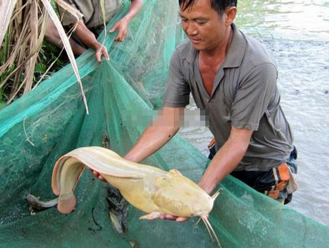 Những loài sinh vật kỳ lạ được phát hiện ở Việt Nam ảnh 6 Những loài sinh vật kỳ lạ được phát hiện ở Việt Nam ảnh 6