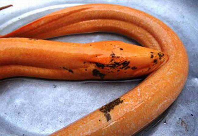 Những loài sinh vật kỳ lạ được phát hiện ở Việt Nam ảnh 12 Những loài sinh vật kỳ lạ được phát hiện ở Việt Nam ảnh 12