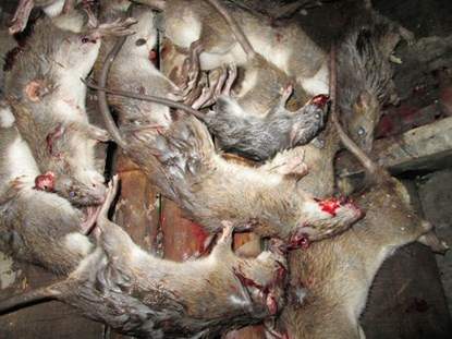 Bơi xuồng săn chuột đồng thu tiền triệu mỗi đêm ở miền Tây ảnh 14