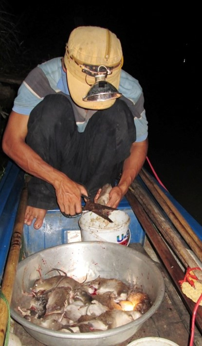 Bơi xuồng săn chuột đồng thu tiền triệu mỗi đêm ở miền Tây ảnh 16