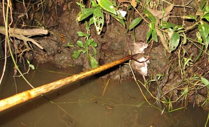 Bơi xuồng săn chuột đồng thu tiền triệu mỗi đêm ở miền Tây ảnh 9