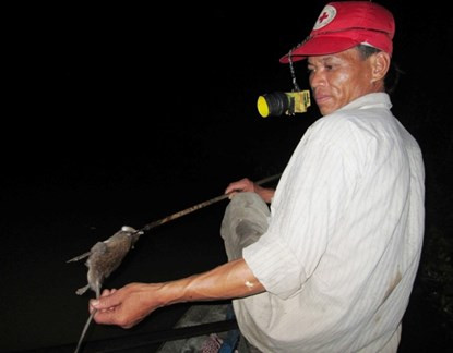 Bơi xuồng săn chuột đồng thu tiền triệu mỗi đêm ở miền Tây ảnh 6