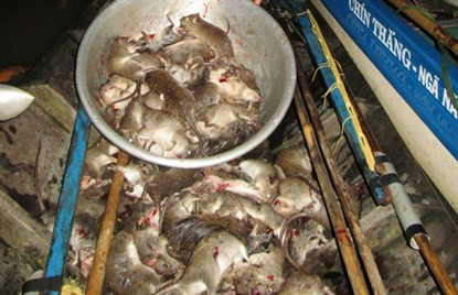 Bơi xuồng săn chuột đồng thu tiền triệu mỗi đêm ở miền Tây ảnh 3