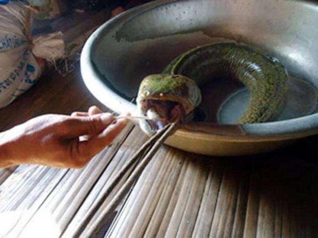 Những loài sinh vật kỳ lạ được phát hiện ở Việt Nam ảnh 5 Những loài sinh vật kỳ lạ được phát hiện ở Việt Nam ảnh 5