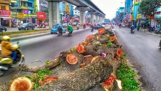 Hàng trăm cây xanh đã bị đốn hạ