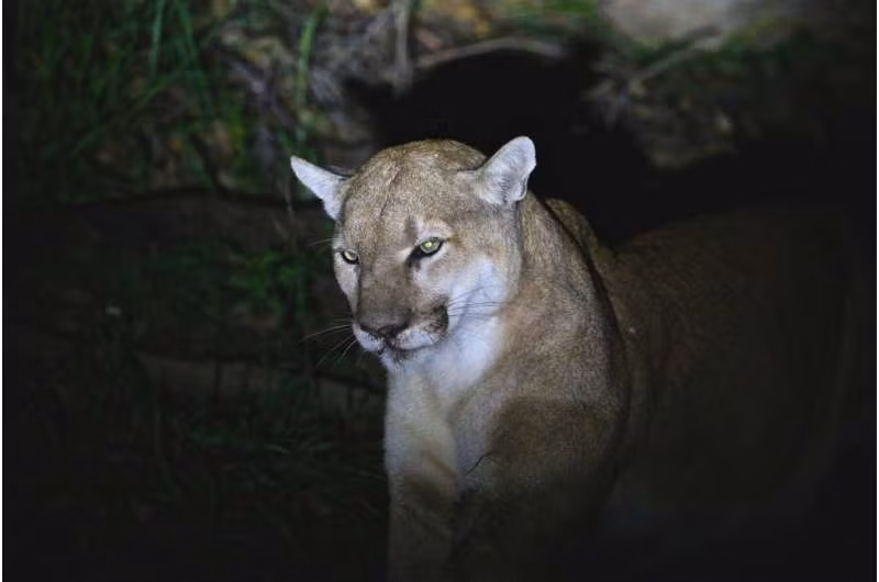 Sư tử núi có nguy cơ tử vong do con người cao hơn khi chúng ở gần vùng nông thôn phát triển.